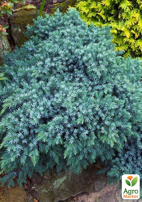 

Ялівець лускатий Blue Star (контейнер Р9, висота 15-20 см)