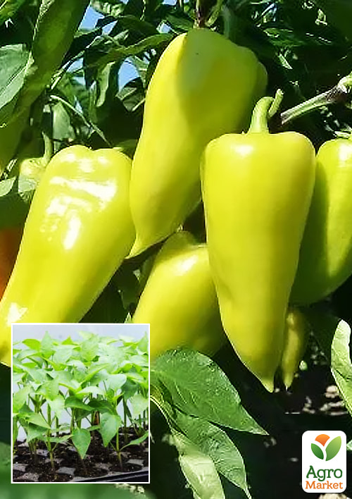 Розсада Перець солодкий "Луміна (Білозерка)" (фермерське вирощування), 42шт в упаковці (касета)