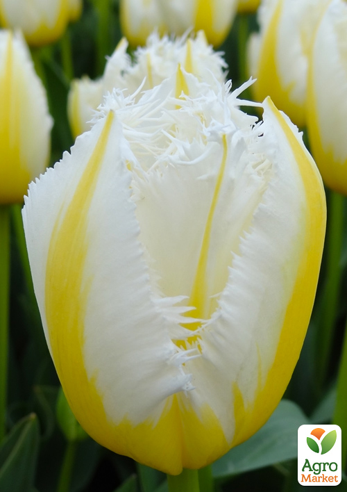 

Тюльпан Lemon Beauty