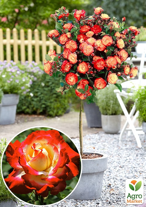 

Эксклюзив! Роза штамбовая алая с белой сердцевиной Любовь Монро (Love Monroe) (саженец класса АА+, премиальный высокорослый сорт)