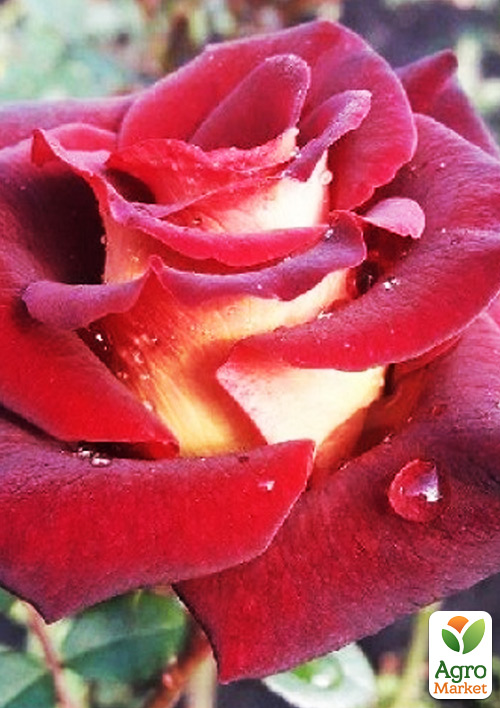 

Троянда чайно-гібридна Едді Мітчел (саджанець класу АА+) вищий сорт