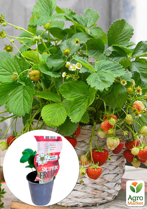 

LMTD Полуниця ампельна Beltran (горшкове, тривале плодоношення) висота 20см