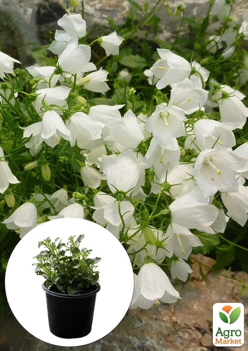

Кампанула Clips White