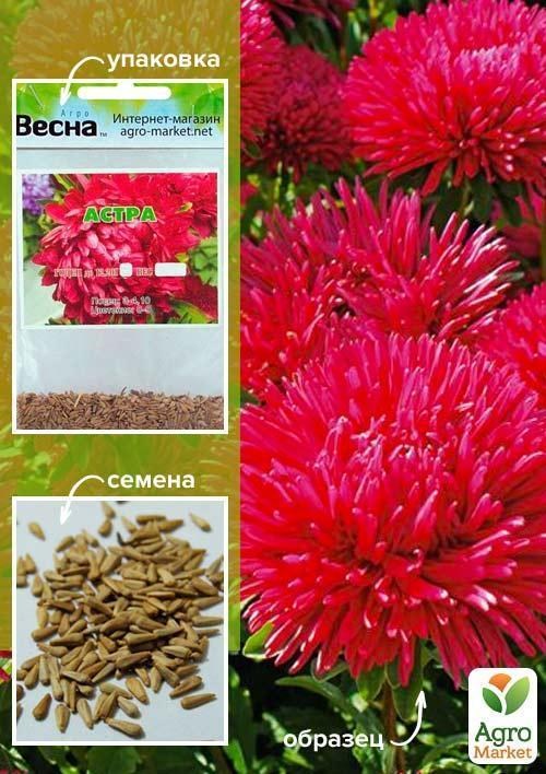 

Астра "Красная" (Зипер) ТМ "Весна" 0,5г