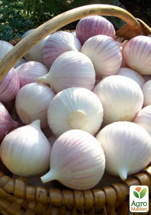 

Чеснок посадочный (однозубка) Любаша Украина 200г (фракция 7-12мм)