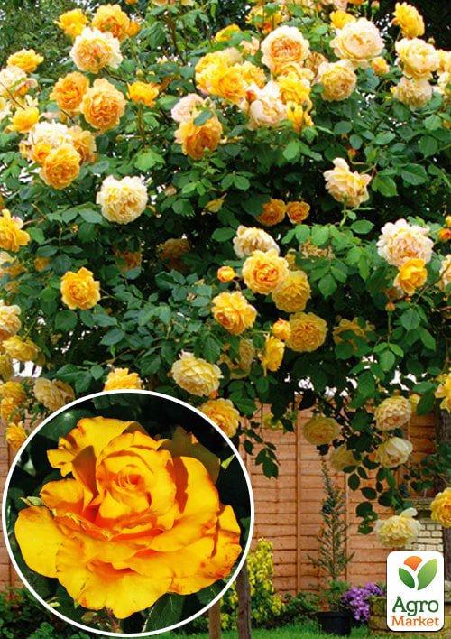 

Роза штамбовая Керио (саженец класса АА+) высший сорт