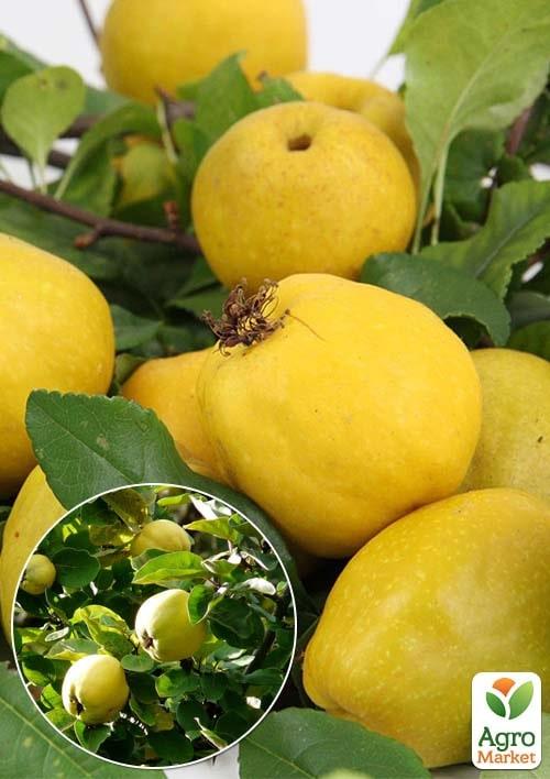 

Ексклюзив! Айва бурштинова Мрія Імператора (Emperor`s Dream) (преміальний високоврожайний сорт)