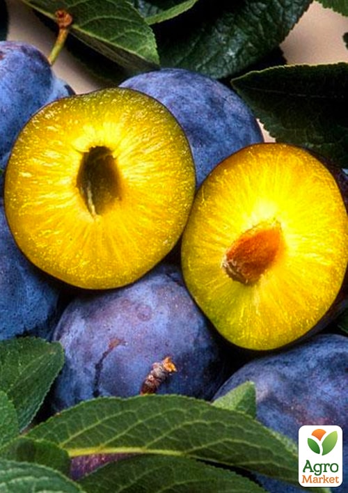 

Слива Чачакская ранняя (летний сорт, ранний срок созревания)