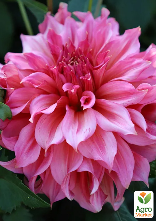 

Георгина Islander (гигантский цветок)