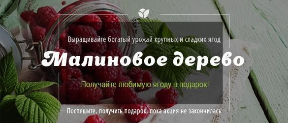Получайте бесплатно саженец малинового дерева! Получайте бесплатно саженец малинового дерева!