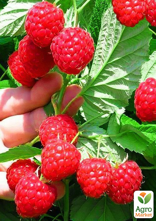 

Малина Glen Ample (средний срок созревания, высокоурожайный сорт) 1-летний саженец