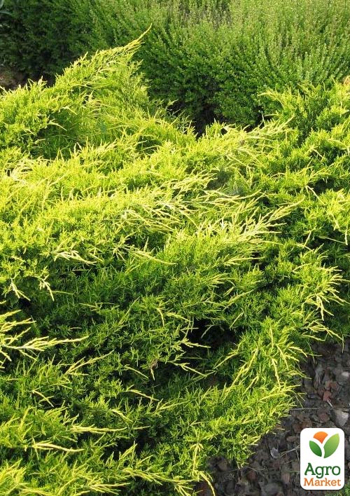 

Можжевельник средний Old Gold (контейнер Р9, высота 10-12 см)