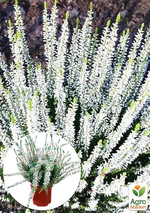 

Вереск вечнозеленый Long White