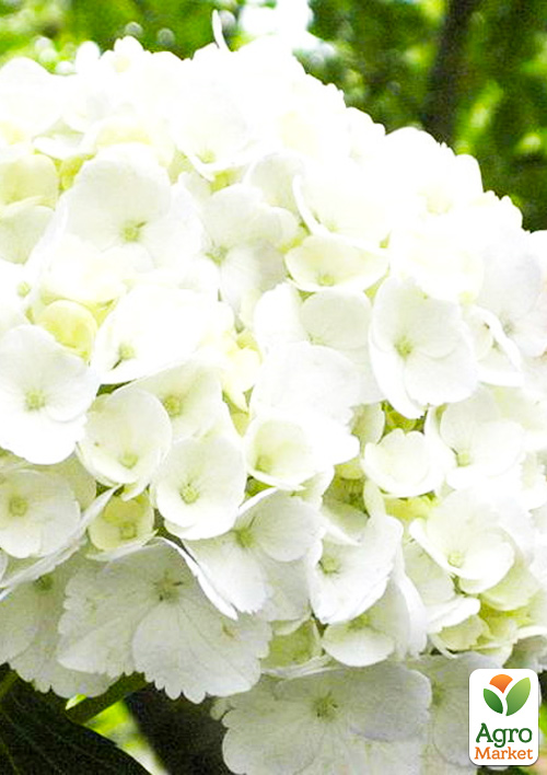 

Гортензия крупнолистная First White