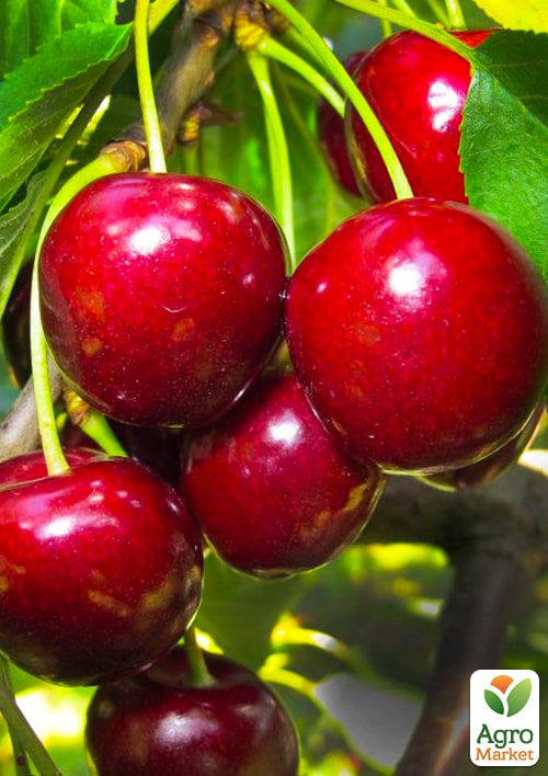 

Эксклюзив! Черешня темно-бордовая Удивительная (Amazing) (премиальный устойчивый к заболеваниям сорт, позднего срока созревания)