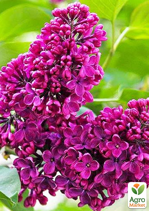 

Бузок звичайний Чарльз Джолі