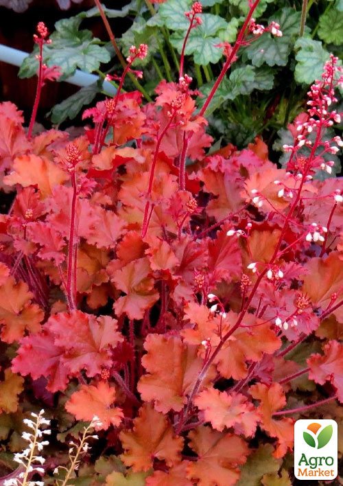 

Гейхера (Heuchera) Peach Flambe