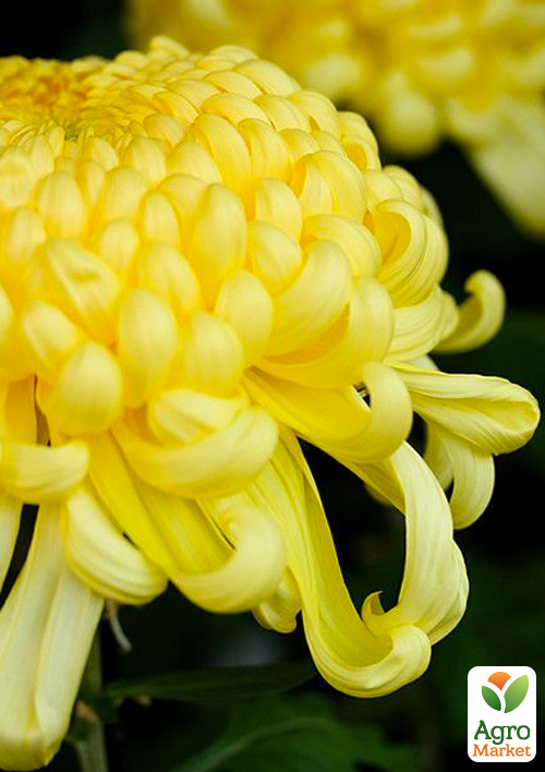 

Хризантема крупноцветковая Caracas Jaune