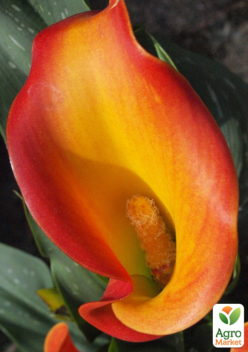 

Калла Morning Sun