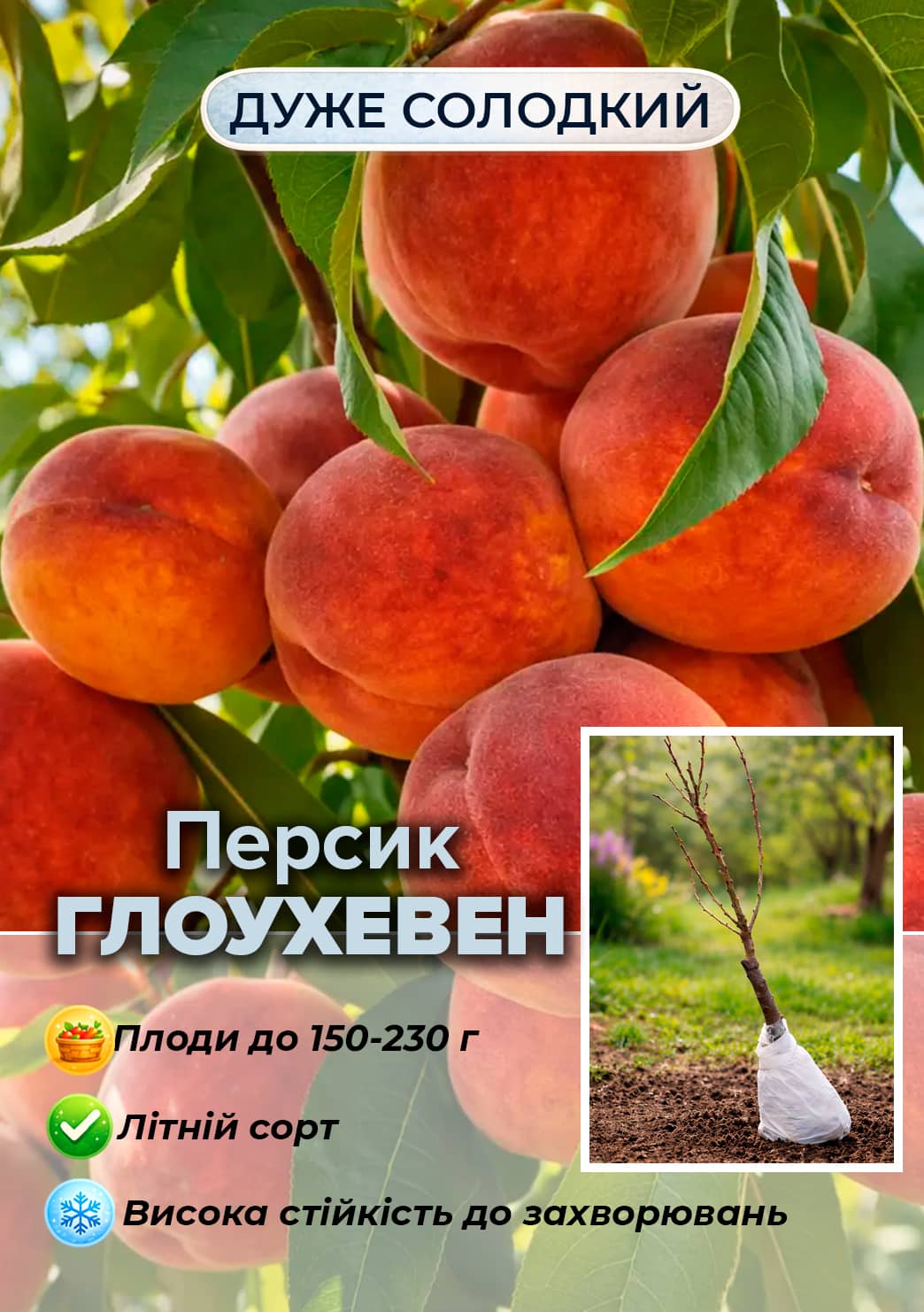 

Ексклюзив! Персик Глоухевен (Glohaven) (літній сорт, середній термін дозрівання)