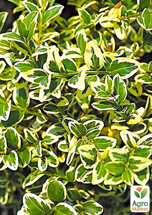 

Самшит 2-х летний пестролистный Variegata
