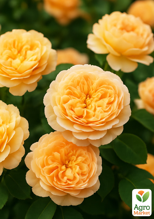 

Троянда англійська Dame Judi Dench (саджанець класу АА+) вищий сорт