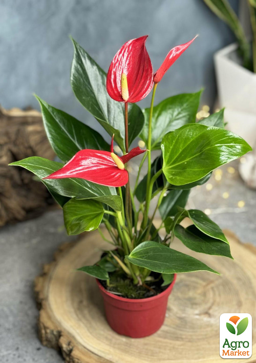 

Антуриум (Anthurium) Lili Red высота 40-50см