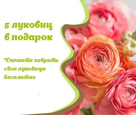 Акция! Луковицы очаровательных цветов Акция! Луковицы очаровательных цветов