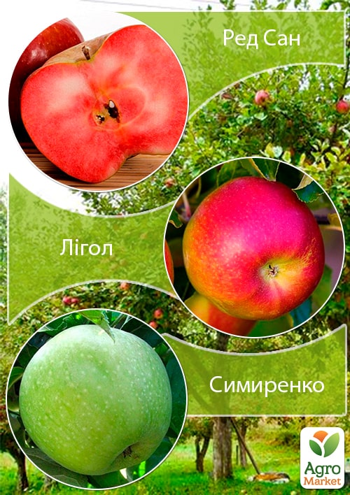 

Дерево-сад Яблоня Ред Сан+Лигол+Симиренко