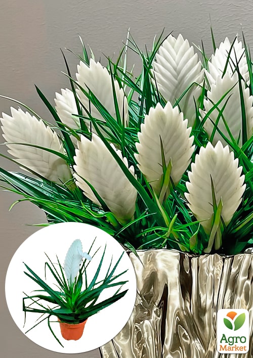 

Тилландсия Biancini (Tillandsia Cyanea)