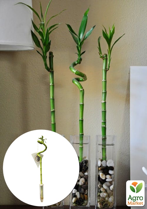 

Бамбук комнатный Lucky Bamboo (Dracaena Sanderiana)