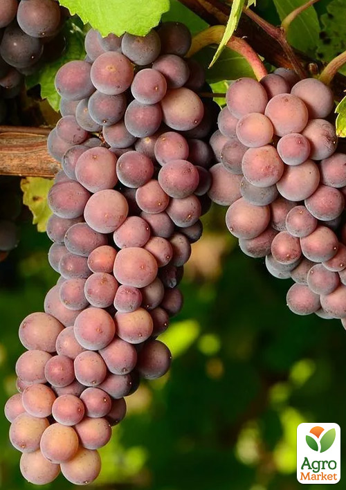 

Виноград Совиньон Гри (винный сорт, средний срок созревания)