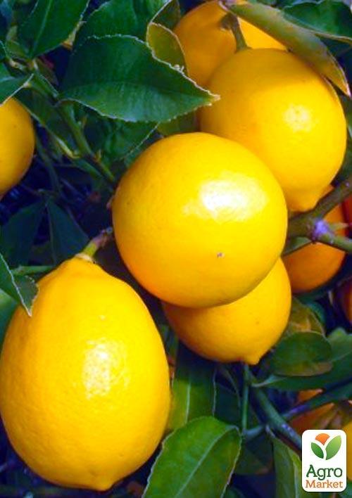 

Лимон Майкопський