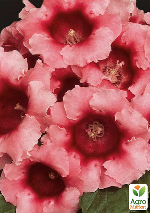 

Глоксинія Аванті F1 персиково-рожева ТМ Професійне насіння дражже 100шт