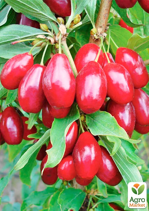 

Кизил Евгения