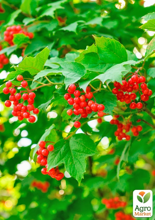 

Калина Радужная