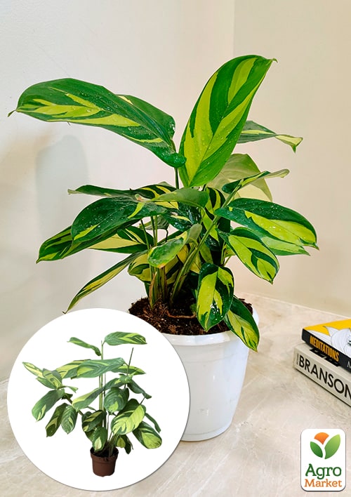 

Калатея Golden Mosaik висота 40-50см