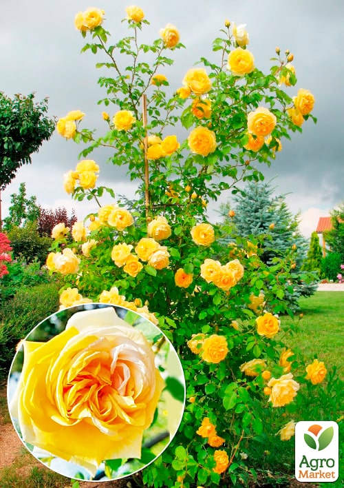 

Роза плетистая Хортица (саженец класса АА+) высший сорт
