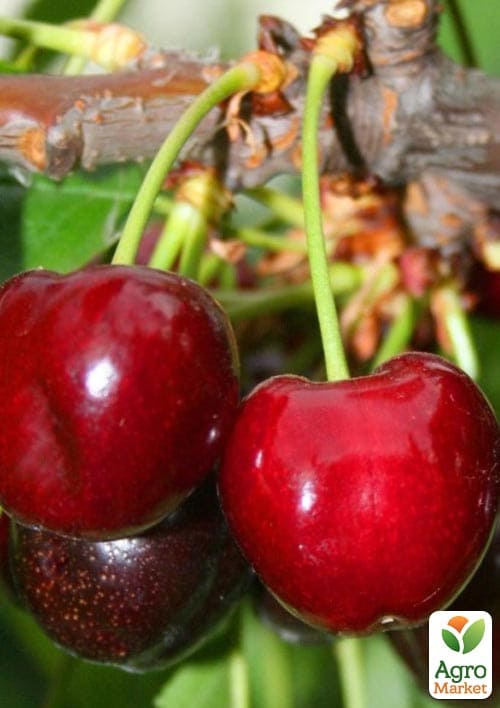 

Черешня Грейс Стар (літній сорт, ранній термін дозрівання)