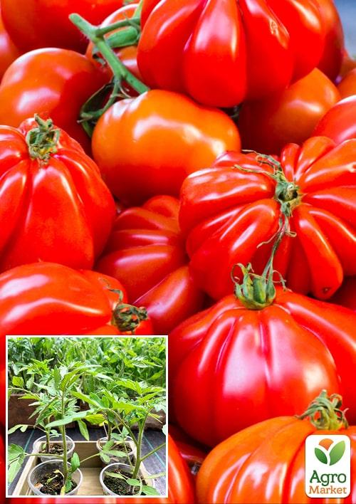 

Розсада Томат «Американський Ребристий» (фермерське вирощування), 1шт в упаковці