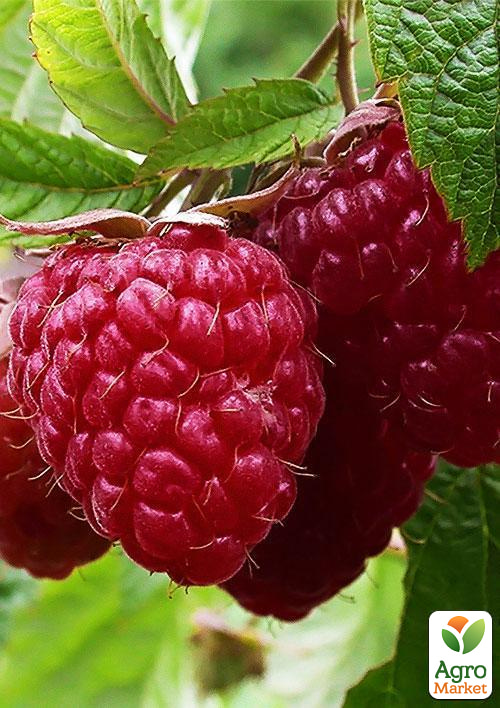 

Малина Ottawa (середній термін дозрівання) 1-річний саджанець