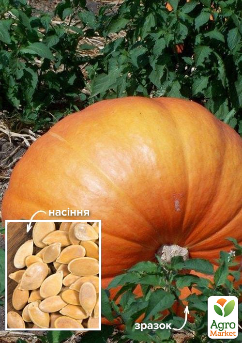 

На развес Тыква Добрыня ТМ Весна цена за 10г