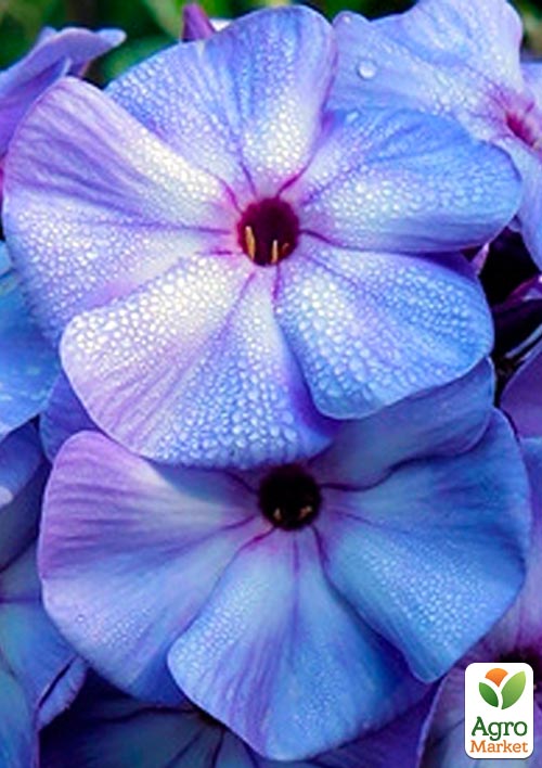 

Флокс багаторічний Blue Boy 1шт в упаковці