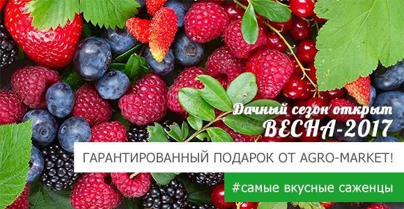 Дарим саженец в подарок! Дарим саженец в подарок!