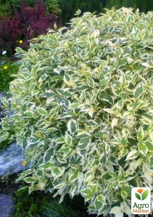 

Дерен 3-х летний Elegantissima С5, высота 60-90см