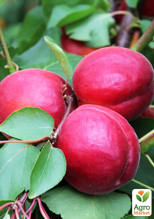 

Абрикос Дженгат (крупноплодный, ранний срок созревания)