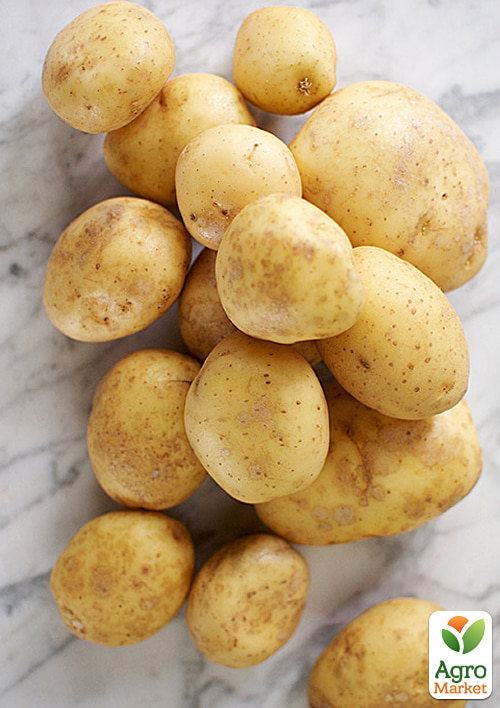 

Картофель Орла семенной ультраранний (1 репродукция) 5кг