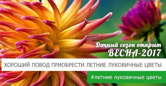 Бесплатная доставка на прекрасные летние луковичные цветы! Бесплатная доставка на прекрасные летние луковичные цветы!