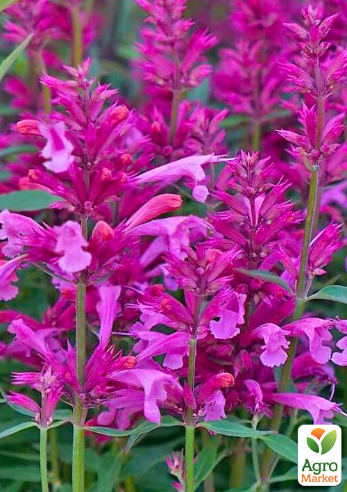 

Агастахіс Rosie Posie (лофант багаторічний, цвіте до заморозків)