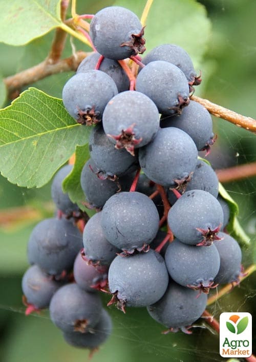 

Ірга 2-річна вільхолиста Amela (вкорінена в контейнері)